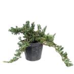  можжевельник горизонтальный 0.3m 15cm pot рассада 