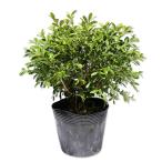 ksatsuge0.2m 10.5cm pot рассада 