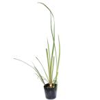 kishoub10.5cm pot рассада 