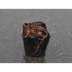  крокус 10.5cm pot рассада 