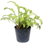 �M�{�E�V �J�s�^�� 10.5cm�|�b�g �c