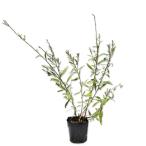 �K�E�� 9.0cm�|�b�g 20�� �c