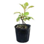 カシワバアジサイ 12cmポット 25本 苗