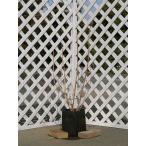 ショッピングアジサイ カシワバアジサイ 0.8m 露地 2本 苗