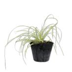 ka Rex ever Gold 9.0cm pot рассада 