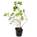 gennoshouko9.0cm pot рассада 