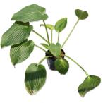  хоста fre gran to Dream 15cm pot рассада 