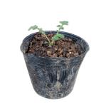  gold mizhiki9.0cm pot рассада 