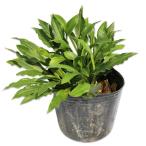 hime хоста 9.0cm pot рассада 