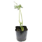  Cara way 9.0cm pot рассада 