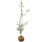 kalatachi1.2m. земля рассада 