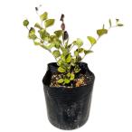 kouyabo поплавок 10.5cm pot рассада 