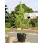 コロラドトウヒ 0.3m12cmポット 1本 1年間枯れ保証 シンボルツリー常緑