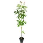  японский дуб сиракаши одиночный дерево 1m 15cm pot рассада 