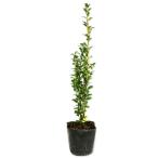  Sky авторучка порог двери 0.3m 10.5cm pot рассада 
