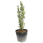  Sky авторучка порог двери 0.3m 15cm pot 10шт.@ рассада 