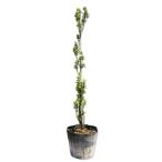  Sky авторучка порог двери 0.5m 15cm pot рассада 