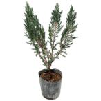 スカイロケット 0.2m 9.0cmポット 苗