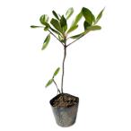  автомобиль Lynn bai0.3m 10.5cm pot рассада 