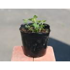 . корень вербена 9.0cm pot рассада 