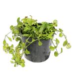 si осел nasagigoke9.0cm pot рассада 