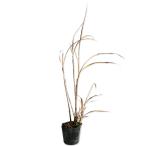  Susuki 10.5cm pot рассада 