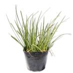  сиденье shou. ввод 9.0cm pot рассада 