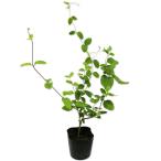  арбуз zla9cm pot 25 шт рассада 