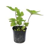 shuumeigik10.5cm pot рассада 