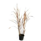 takano - Susuki 10.5cm pot рассада 