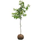 オオシマザクラ1.5m露地2本苗木