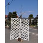 オオシマザクラ2m露地苗木