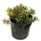 siba The kla алый рама 9.0cm pot рассада 