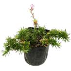 siba The klatamanona галет 9.0cm pot рассада 