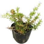 siba The kla Montblanc белый 9.0cm pot рассада 