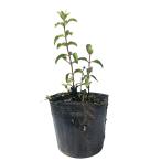  Sara sautsugi0.1m 10.5cm pot рассада 