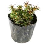 siba The kla белый I 9.0cm pot рассада 