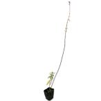  аметист шалфей 9.0cm pot 30 шт рассада 