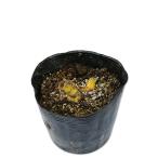 sila- голубой 10.5cm pot рассада 