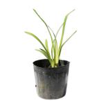  Zentei ka10.5cm pot рассада 