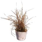 ya расческа ma Susuki 9.0cm pot рассада 