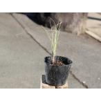  стойка pa10.5cm pot рассада 