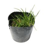 hime сиденье shou10.5cm pot рассада 