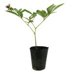  пион красный 12cm pot рассада 