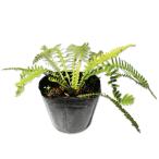 sisigasila10.5cm pot рассада 