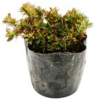 siba The klao-tam rose 9.0cm pot рассада 