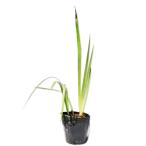  german Iris розовый 10.5cm pot рассада 