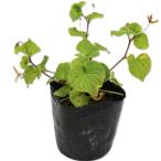 tachitsu Boss Mille 9.0cm pot рассада 