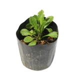 sagigoke розовый 9.0cm pot рассада 