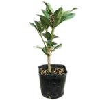  Miyama si Kimi 0.1m 10.5cm pot рассада 
